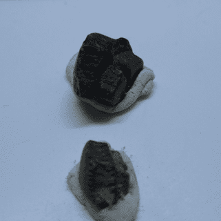 Ray tooth Rhombus Binkhorsti