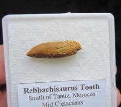 Rebbachisaurus  Garasbae Tooth