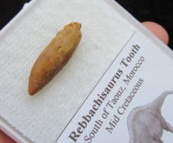 Rebbachisaurus  Garasbae Tooth
