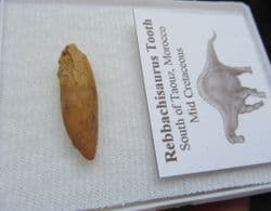 Rebbachisaurus  Garasbae Tooth