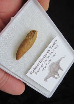 Rebbachisaurus  Garasbae Tooth