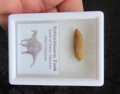 Rebbachisaurus Garasbae Tooth