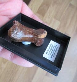 Red Deer toe bone