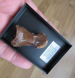 Red Deer toe bone