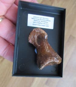 Red Deer toe bone
