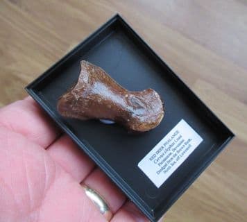Red Deer toe bone