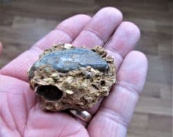 Reptile bone from the Faringdon sponge beds