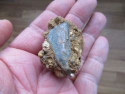 Reptile bone from the Faringdon sponge beds