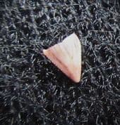Revueltosaurus tooth from the Triassic