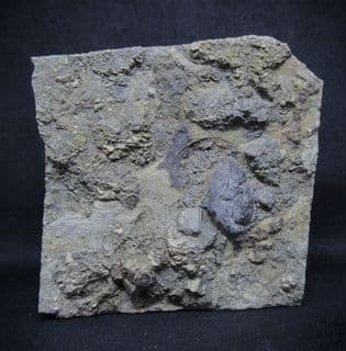 Rhaetic Coprolite with smattering of fools gold