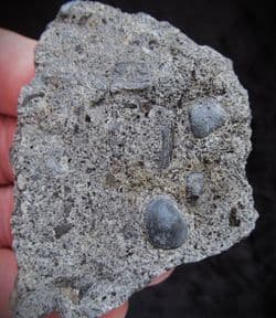 Rhaetic Coprolites with reptile bone fragments