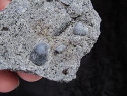 Rhaetic Coprolites with reptile bone fragments