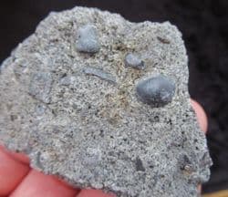 Rhaetic Coprolites with reptile bone fragments