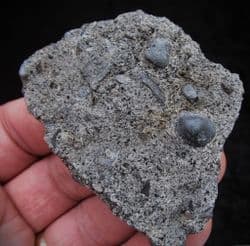 Rhaetic Coprolites with reptile bone fragments
