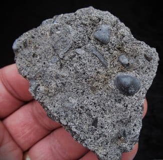 Rhaetic Coprolites with reptile bone fragments