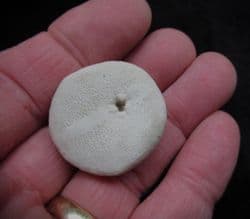Rhyncholampus  Gouldi Florida Sea urchin