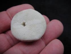 Rhyncholampus  Gouldi Florida Sea urchin