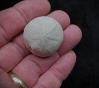 Rhyncholampus  Gouldi Florida Sea urchin