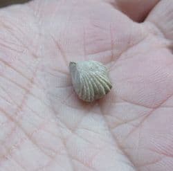 Rhynchonella obsoleta (Sowerby)