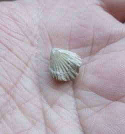 Rhynchonella obsoleta (Sowerby)