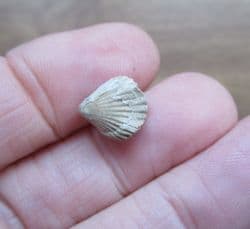 Rhynchonella obsoleta (Sowerby)