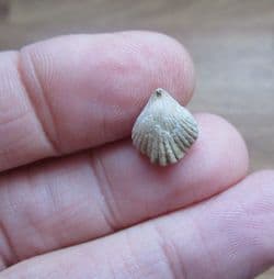 Rhynchonella obsoleta (Sowerby)