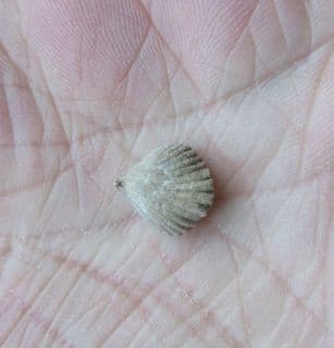Rhynchonella obsoleta (Sowerby)