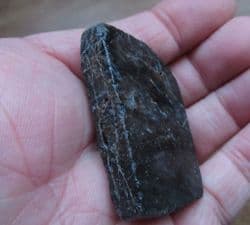 Rhynie chert Polished