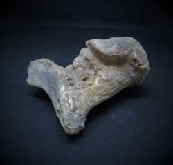 Romanian Cave bear Ankle bone