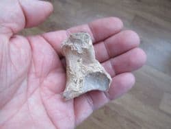Romanian Cave bear Ankle bone