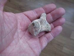 Romanian Cave bear Ankle bone
