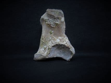 Romanian Cave bear Ankle bone