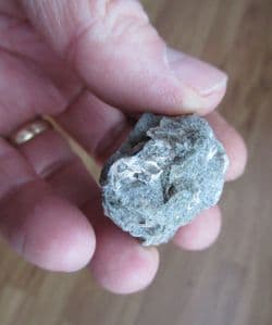 Rotularia  concava (J.Sowerby)