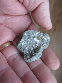 Rotularia  concava (J.Sowerby)