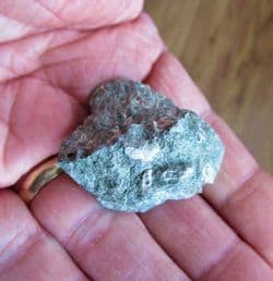 Rotularia  concava (J.Sowerby)