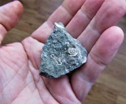 Rotularia  concava (J.Sowerby)