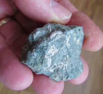 Rotularia concava (J.Sowerby)