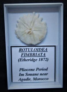 Rotuloidea fimbriata sea urchin