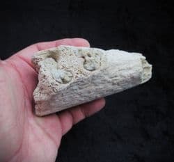 Running Rhino Hyracodon nebracencis