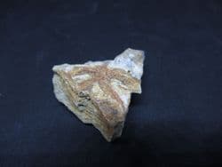 Salteraster  Selwynii  Silurian starfish
