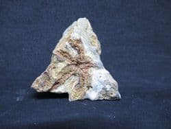 Salteraster  Selwynii  Silurian starfish