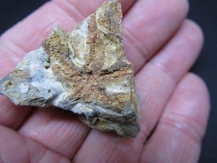 Salteraster  Selwynii  Silurian starfish