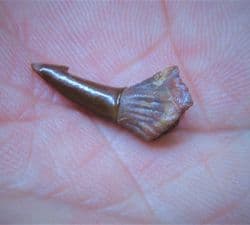 Sawfish Rostal peg tooth