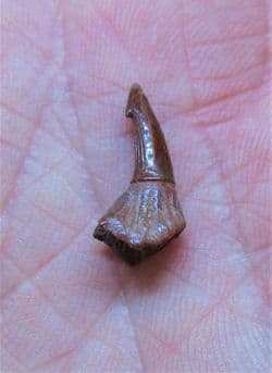Sawfish Rostal peg tooth