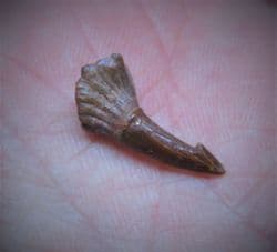 Sawfish Rostal peg tooth