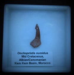 Sawfish Rostal peg tooth