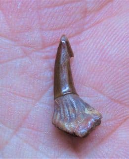 Sawfish Rostal peg tooth