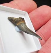 Scapanorhynus  Texanus  spade nose shark!