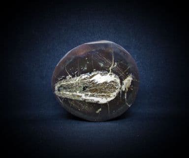 Scottish fish coprolite