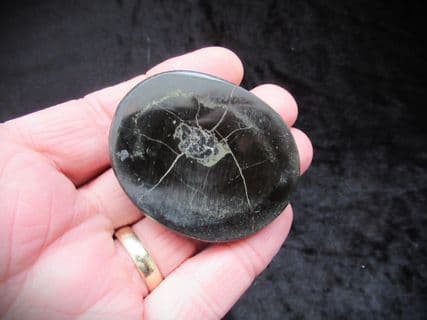 Scottish fish coprolite